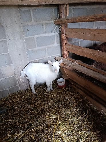 Зоотовары: Продаю | Коза (самка) | Для разведения — 3