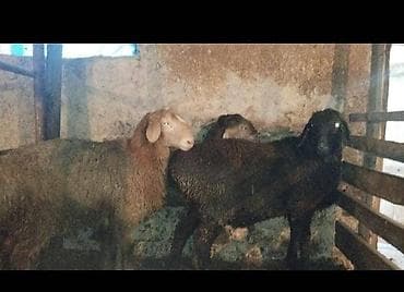 страус цена: Продаю | Баран (самец) — 1