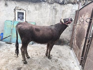 монгол ат: Продаю | Бык (самец) | Алатауская | На откорм | Привязанные — 2