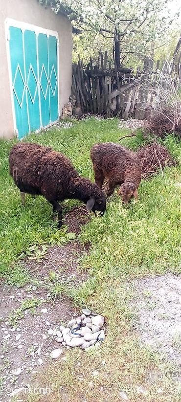 для баран: Продаю | Ягненок, Баран (самец) | Для шерсти — 4