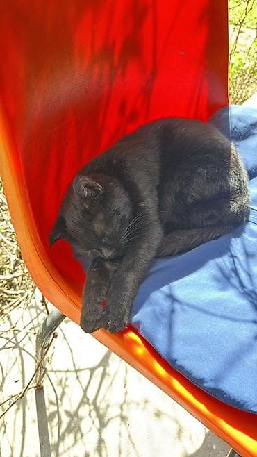 Пластиковый стул, цвет - Оранжевый at lalafo.kg Пластиковый стул, цвет - Оранжевый