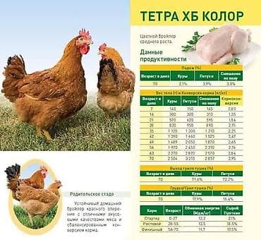 несушки куры породы: Суточные цыплята Фоксичик Быстрорастущий скороспелый кросс С 4.5 мес — 3