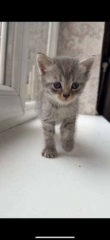 scottish fold: 2 Очаровательных котят продаю парода у них 1 скотиш страйт 2 — 2