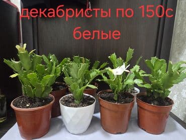 каланхоэ: Мини-композиция из суккулентов в кашпо. Состав: - Хавортии (несколько — 10