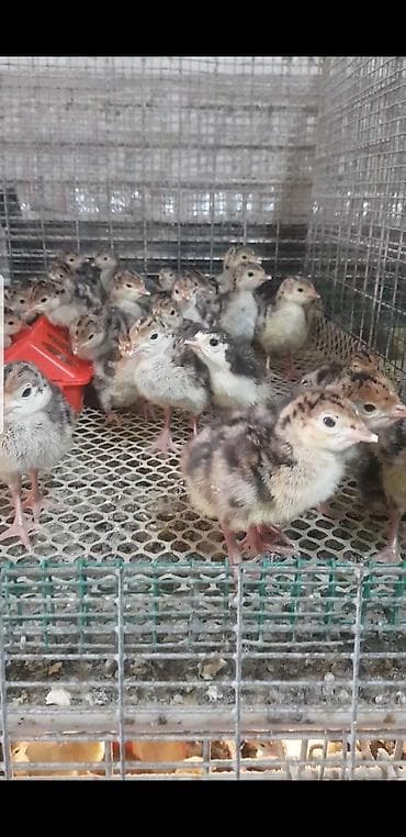 Животные: Индющата Северо Кавказская Бронзовая вылуп есть 4 июня 40 штук по — 1