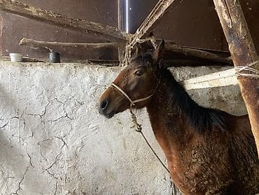 Башка жаныбарлар: Сатам | Тай | Союуга, Көбөйтүү үчүн, Ат спорту — 4