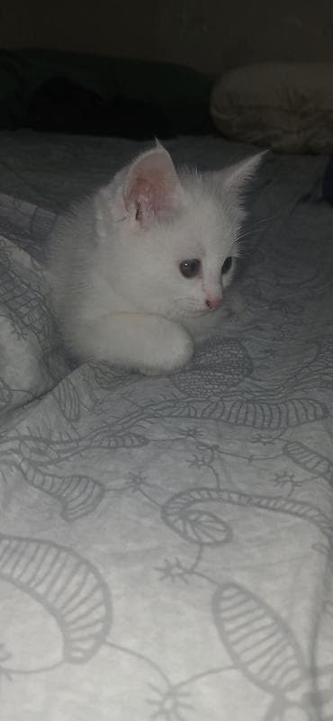 кыргыз довот ит: Продаётся белоснежный котёнок ак (мыймый) мышыктын баласы — 2