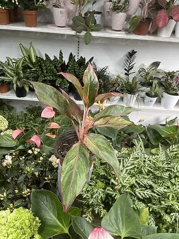 plaud note: Аглаонема пестролистная (Aglaonema), декоративно‑лиственное комнатное — 1