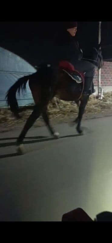 зоомагазин бишкек с животными: Продаю | Жеребец | Полукровка | Для разведения — 2