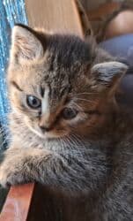 где можно купить шотландского вислоухого котенка: Шотландские котята - Порода: шотландская скоттиш страйт (видны — 6