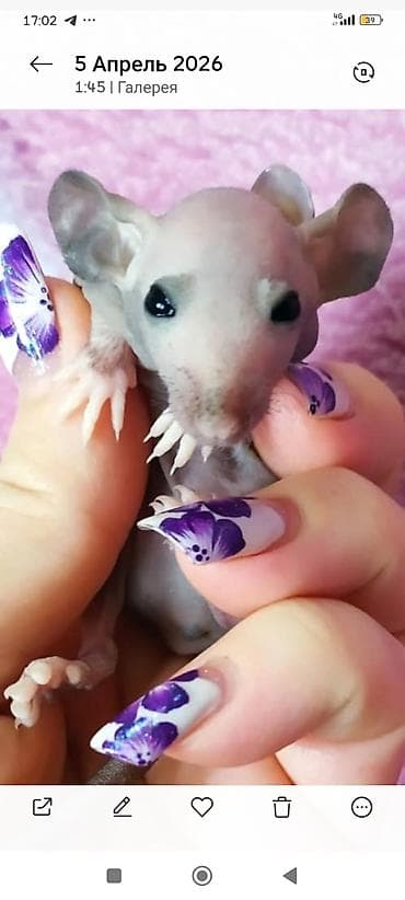 кызыл бирдик: Привет друзья. в питомнике Rat hause Love, родились новые детки — 8