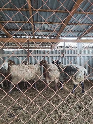 чихуахуа цена: Продаю | Баран (самец) | Полукровка | На забой, Для разведения — 2