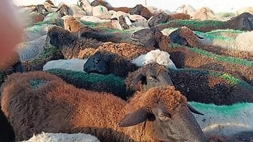 Куплю с/х животных: Ищу партнера-инвестора для разведения овец в Чуйской области. Мои — 6