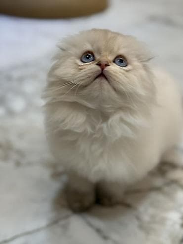 scottish fold: Скотиш Фолд (Шотландская вислоухая), 3 месяца, Мальчик, Золотая шиншилла, Приучена к лотку — 6