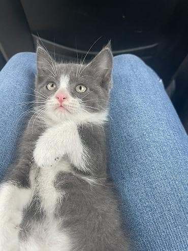 Котята Описание: - Милые короткошёрстные котята, окрасы: - — 1