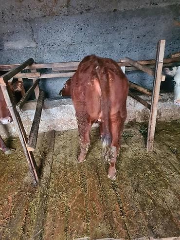 откорм: Продаю | Музоо, торпок | Полукровка | На откорм — 4