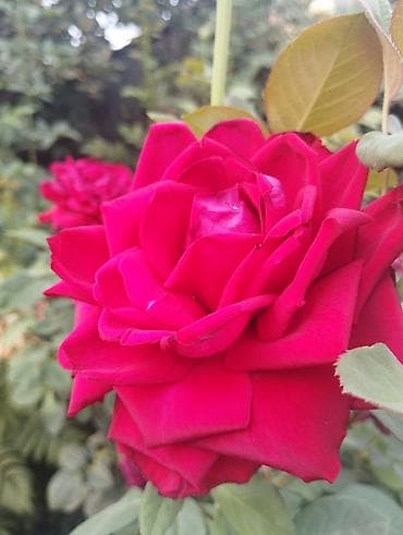 Ищю работу с 10:00 до 20:00 кафе рестораны или ещё что то строго по