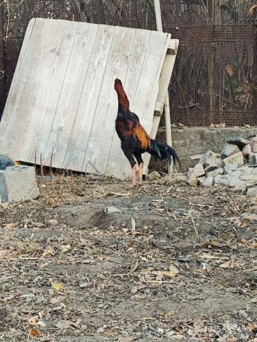 объявления о найденных собаках: Продаю | Петух | Дакан | Для боев — 5