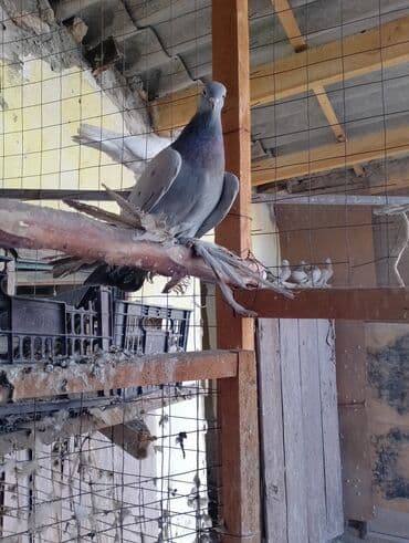 мясо собаки: Продажа голуби молодые без пары Особенности: - декоративный тип — 6