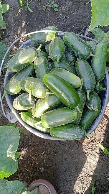 Продукты питания: Огурцы — 1