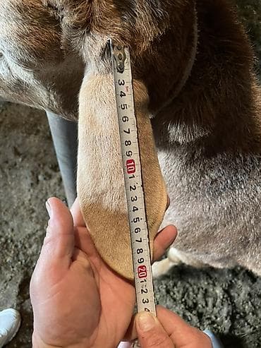 бараны рамановские: Продаю | Баран (самец) | Для разведения | Племенные — 3