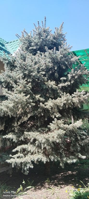 Ель голубая (Picea pungens, Blue Spruce) для озеленения участка. -