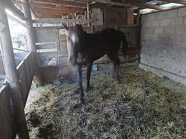 сколько стоит хаски в кыргызстане: Продаю | Конь (самец) | Рабочий — 2