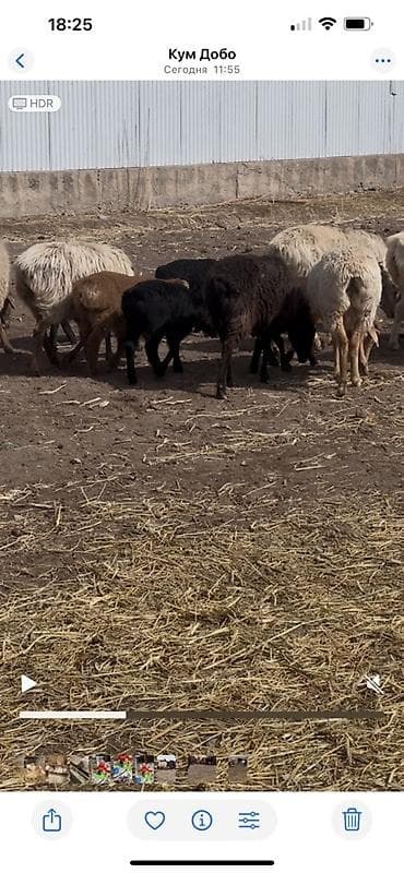 меренос баран: Продаю | Овца (самка) | Для разведения | Матка — 4