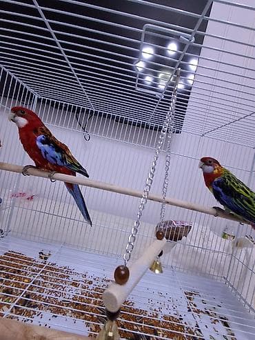 Зоотовары: Просторная клетка для средних попугаев - Материал: металлическая — 2