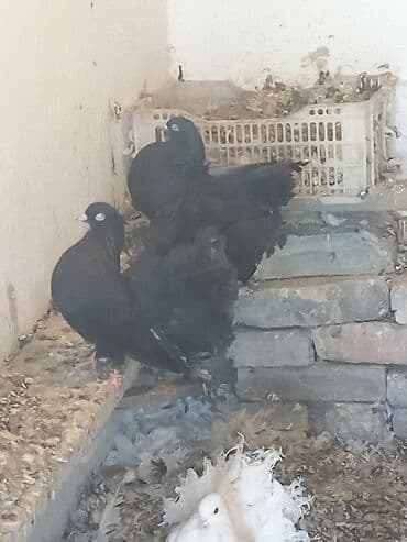 корм для форел: Декоративные голуби породы «павлиний голубь». - Окрас: редкие — 4