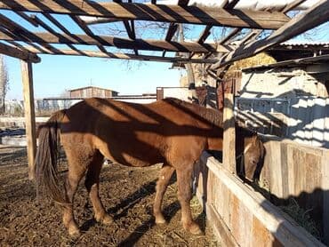 ит кыргыз добот: Сатам | Бээ (ургаачы) | Аргын | Көбөйтүү үчүн | Асыл тукумдуу — 5