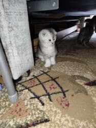 купить вислоухого котенка: Шотландские вислоухие котята (Scottish Fold) - Тип: домашние котята с — 3