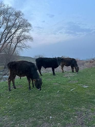 Продаю | Бык (самец) | Полукровка | На откорм