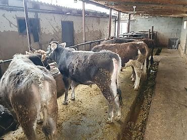 усыпление животных бишкек: Продаю | Тёлка | На забой, Для разведения | Привязанные — 1