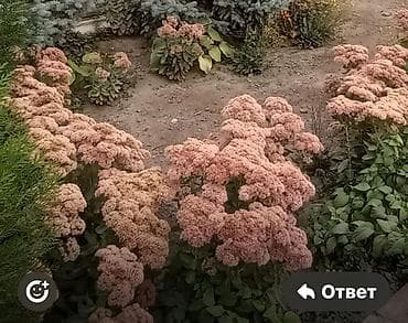 астра цветы: Очиток (Седум) крупный, декоративный многолетник - Сортовая группа — 3