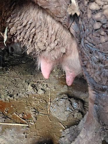 Грызуны: Продаю | Корова (самка) | Для молока | Привязанные — 2