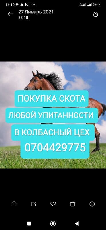 собака для охоты: Куплю | Коровы, быки, Лошади, кони, Другие с/х животные | Круглосуточно, Любое состояние, Забитый — 1