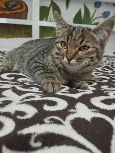 стерилизовать кота: 4 месяца, Девочка, Проглистована — 14