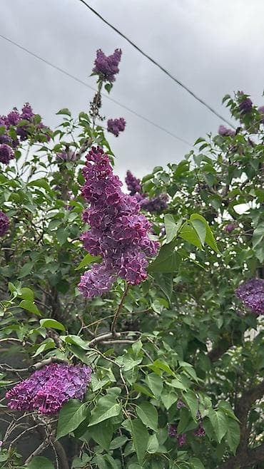 Сирень кустовая, срезка на букеты Колированный - Сорт: сирень с