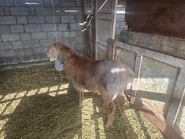 Иттер: Сатам | Кочкор (эркек) | Көбөйтүү үчүн | Жасалма жол менен боозутуу — 4