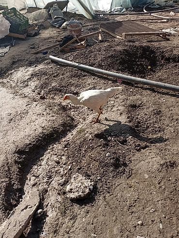 Ветеринар кызматы: Курочка 6 месяц. один штук — 4