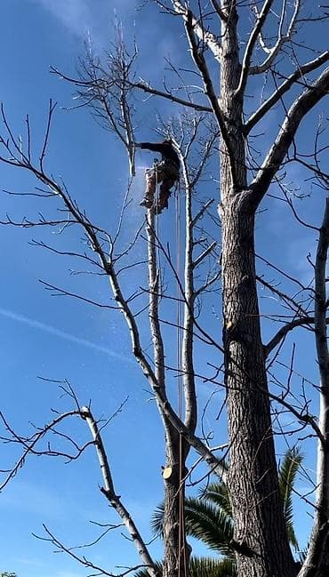 продаю виш: СПИЛ ДЕРЕВА — 1