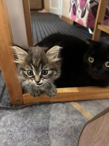 кошки продаются очень бесплатно: Скотиш Страйт (Шотландская прямоухая), 1 месяц, Девочка, Приучена к лотку — 2