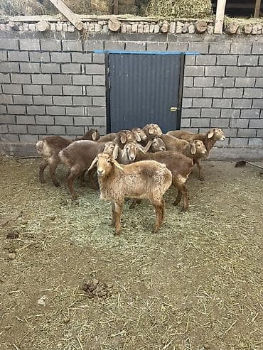 Продаю | Ягненок | На забой