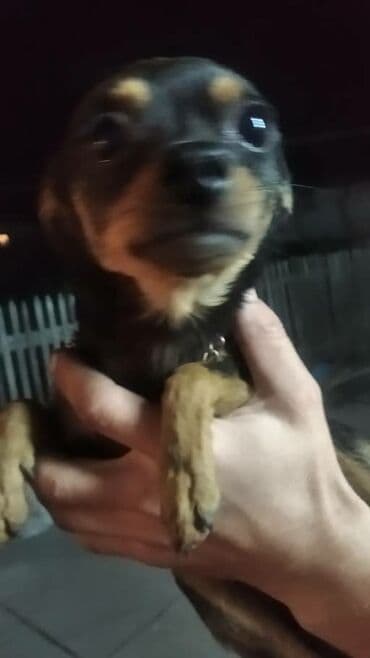 токмок собака: Отдаю собачку в добрые руки мальчик 5 лет зовут Ричи — 3