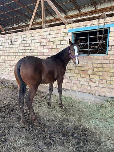 машка собака: Продаю | Жеребенок | Конный спорт — 5