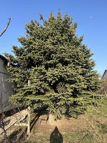 Ель (сосновая/еловая порода, вероятно ель обыкновенная) взрослая