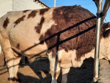 отдам в добрые руки собаку: Продаю | Бык (самец) | Симментальская | Для разведения | Племенные — 6