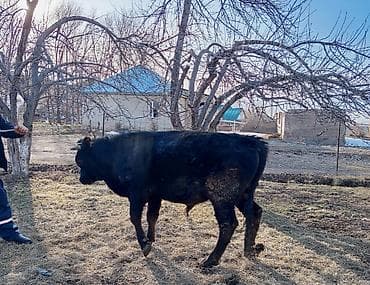 Аквариумдар: Сатам | Бука (эркек) | Бордоп семиртүү үчүн | Байланган — 1