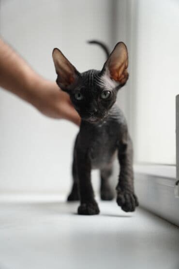 Кемирүүчүлөр: Наш очаровательный котенок Донского Сфинкса ищет свою новую семью. Ему — 2